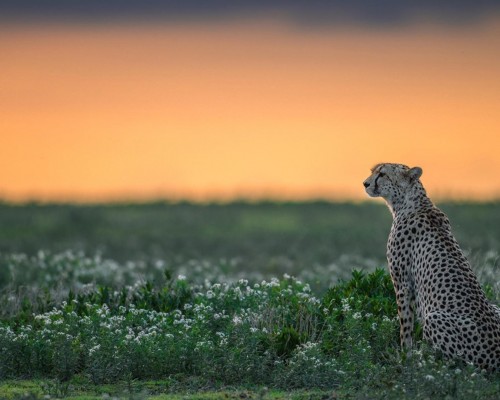 香港专上学院官网