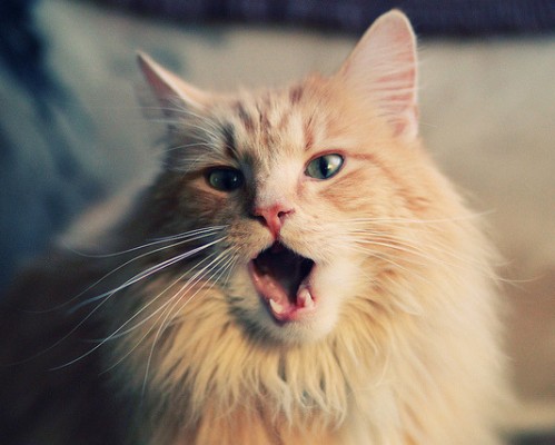 香格里拉酒店官网