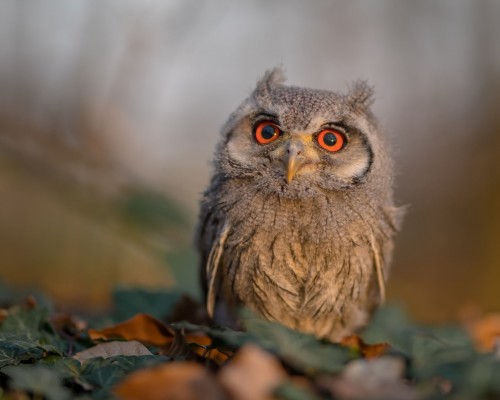 DG迪杰女鞋官网