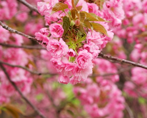 商洛一高怎么样