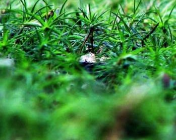 大荔县心蕊草坪种植场