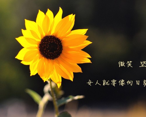 多伦多国际学院官网