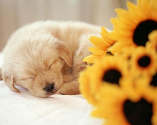 NAIF玥芙宝贝官网