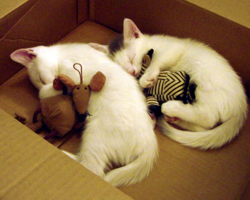 半岛电视台官网