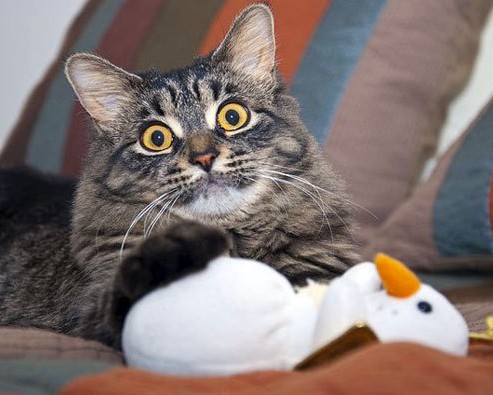 基督城教育学院官网