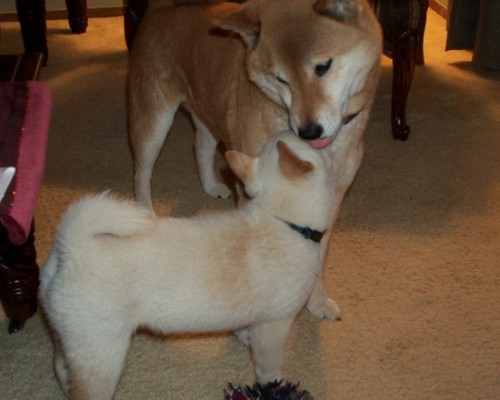 高美医护管理专科学校官网