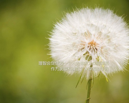 迪加史卓普官网