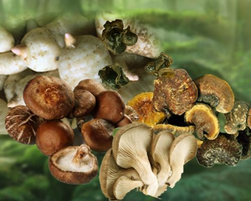 汉中金秦森菌业有限公司