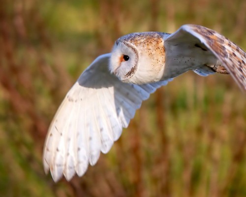 里昂第三大学官网