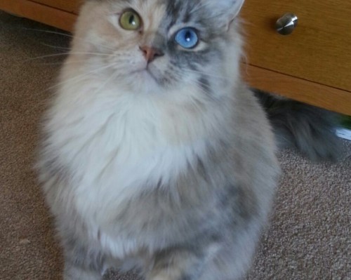 波兰通讯社官网