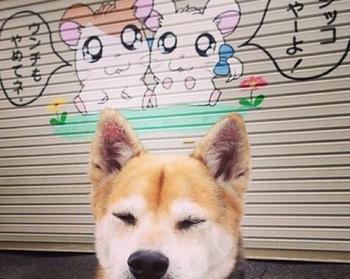 新疆电视台官网