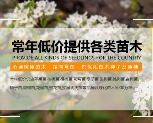 陕西省扶风县康飞苗木专业合作社