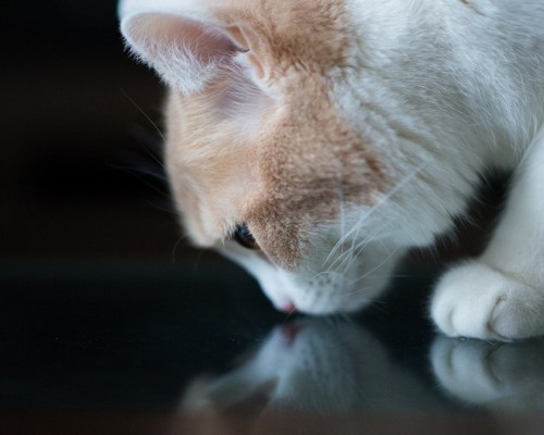 图卢兹第三大学官网