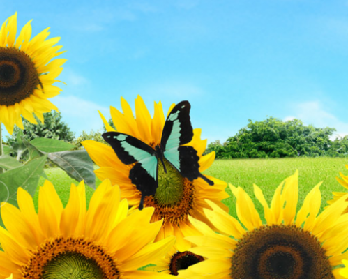 陕西金葵花环保工程有限公司