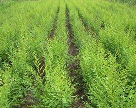 杨凌源春文冠果科技有限公司