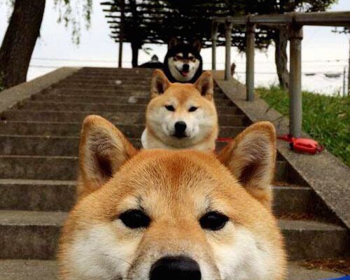 陕西兴德科技有限公司怎么样（陕西兴德科技有限公司怎么样啊）