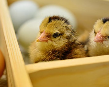 西安市高陵区盖虎孵化场