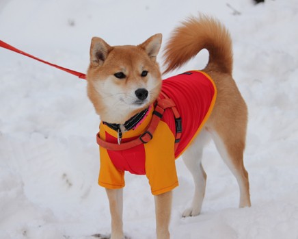 陕西韩城煤矿工资待遇怎么样（陕西韩城煤矿工资待遇怎么样啊）