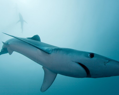 陕西佑佳装饰有限公司怎么样（陕西佑佳装饰有限公司怎么样啊）