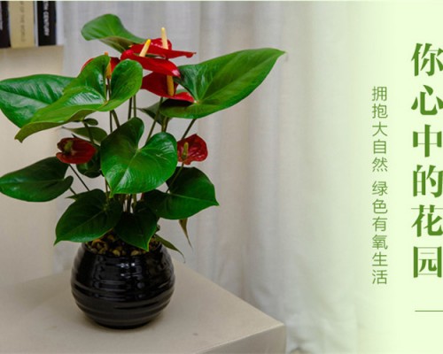 西安碧盛苗木花卉有限责任公司