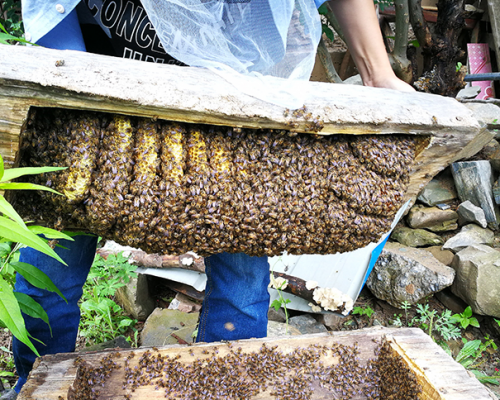 马尔康绿丰中蜂养殖农民专业合作社