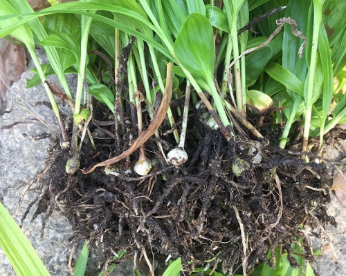 华南种养殖有限公司