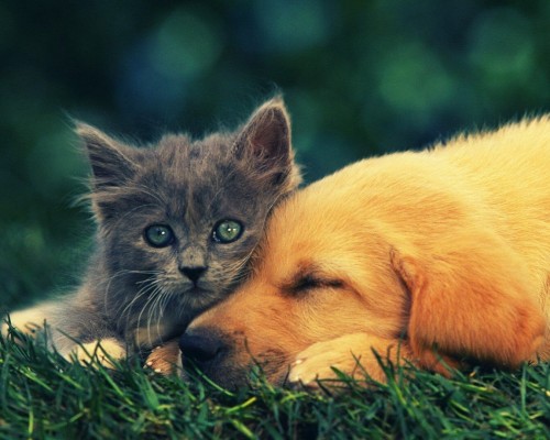 高平市人民医院官网