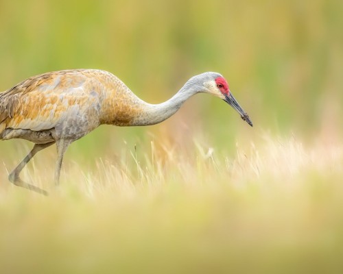 伟谷州立大学官网