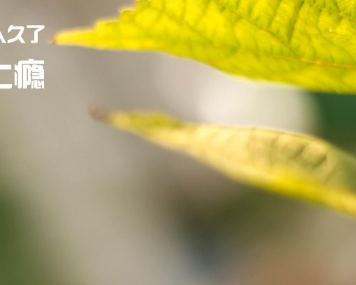 格罗斯特大学官网