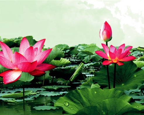 西安东海水生植物有限公司