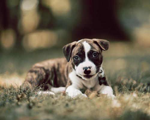 本科生在西安工作怎么样（本科生在西安工作怎么样啊）