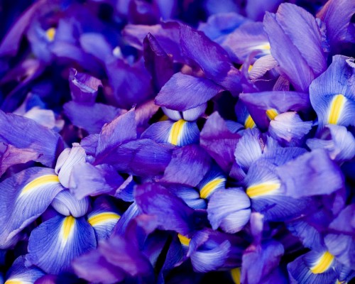 一韩籍员工出境后核酸阳性 所在重庆企业停产(转载)