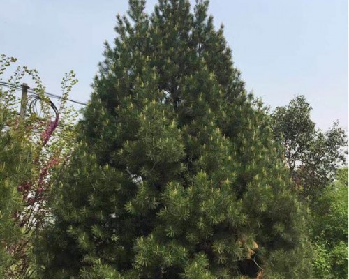 蓝田县绿迪苗圃