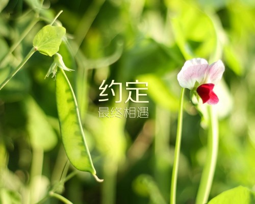 必胜客网上订餐官网