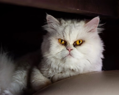 香港能仁书院官网