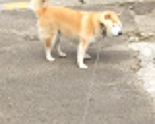 大阪音乐大学官网