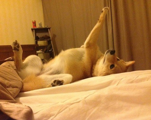  西安领翔商贸有限公司及西安领翔汽车服务有限公司：西北地区领先的汽车销售与服务提供商