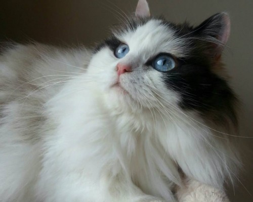 岛屿阳光报官网