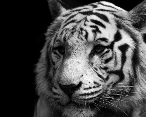 井研县结石医院官网