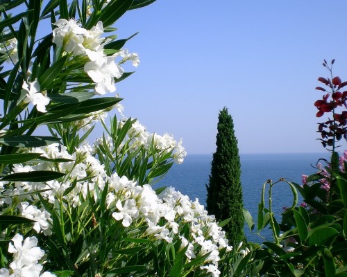 网通是中国的企业还是美国的企业？