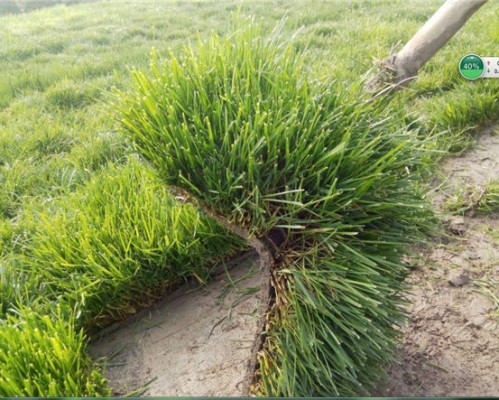 西安市鄠邑区新绿盛草坪种植基地