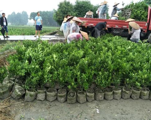 蒲江县沃森柑橘有限公司