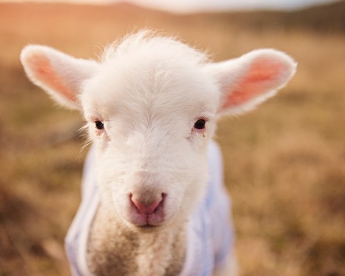 西安长乐府楼盘怎么样（西安长乐府楼盘怎么样啊）