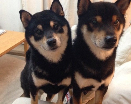 东芝笔记本官方网站