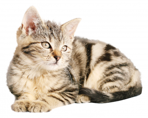 莫让软暴力、套路贷损害招商企业利益