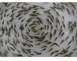 贵阳市南明区顺黔丰水产经营部