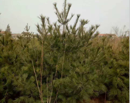 蓝田县兄弟白皮松苗圃