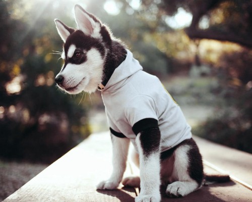 阿兹塞太平洋大学官网