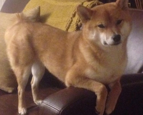 凯洛格管理学院官网