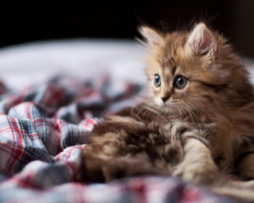 鸡西电视台官网